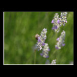 Bees postcards