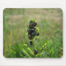 Beetle feast mouse pad