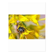 Beetle On Yellow Postcards