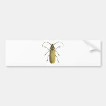 Beetle, Prionus Corticinus Bumper Stickers