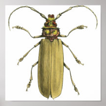 Beetle, Prionus Corticinus Posters