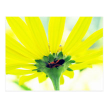 Beetle Under Yellow Flower Postcard