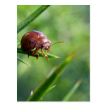 Beetle Waves Hello Postcards
