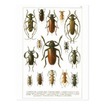 beetles postcard