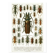beetles postcard