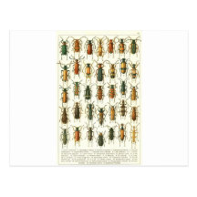 beetles postcard