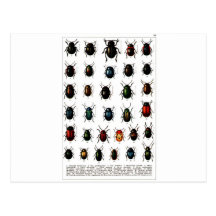 beetles postcards
