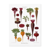 Beets Post Cards