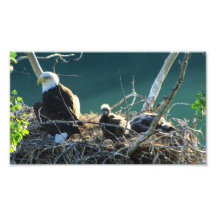 BEF Bald Eagle Family Photograph