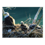 BEF Bald Eagle Family Post Cards