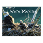 BEF Bald Eagle Family Postcards