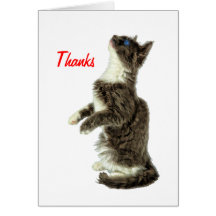 Begging Grey & White CAt Cards