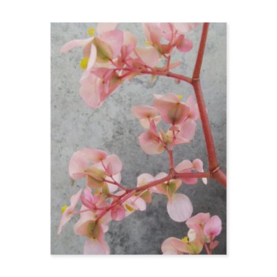 begonia5 postcard by ldyadiva