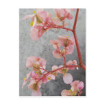 begonia5 postcards