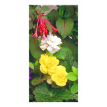 Begonia and Friends Photo Cards