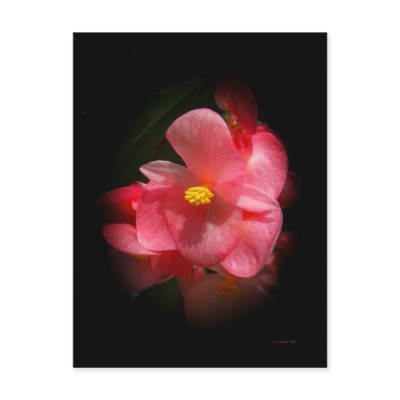 Begonia Beauties by StarLily