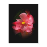Begonia Beauties