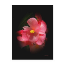 Begonia Beauties
