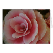 Begonia Beauty