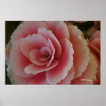 Begonia Beauty posters