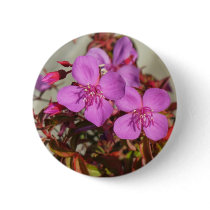 Begonia button