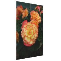 Begonia Canvas Print