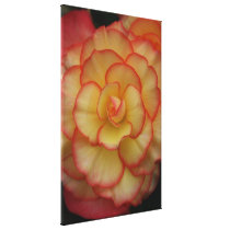 Begonia Stretched Canvas Print