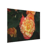 Begonia Canvas Print