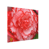 Begonia Stretched Canvas Print