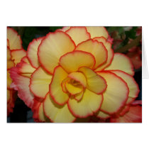 Begonia Greeting Cards