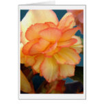 Begonia  cards
