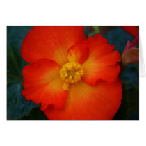 Begonia Greeting Cards