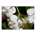 Begonia cards