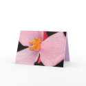 Begonia cards