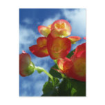Begonia Flowers Postcard