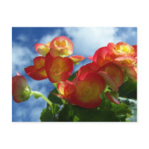 Begonia Flowers Postcard
