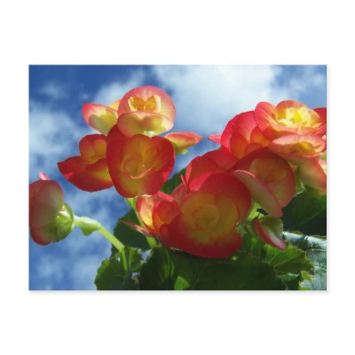 Begonia Flowers Postcard by PerennialGardens