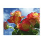 Begonia Flowers Postcard