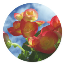 Begonia Flowers Sticker
