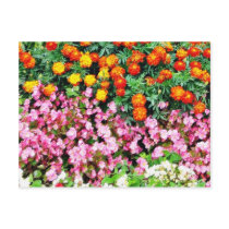 Begonia French Marigold Postcard