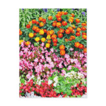 Begonia French Marigold Postcard