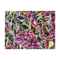 Begonia Leaves
