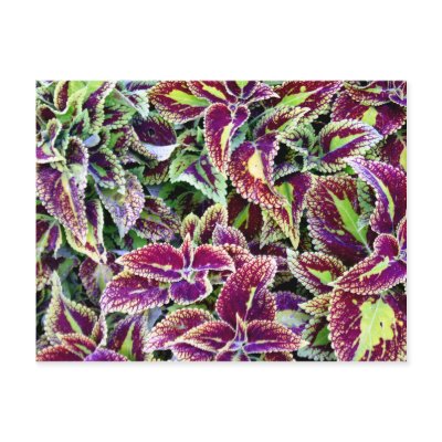 Begonia Leaves by tempera70