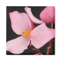 Begonia Magnet