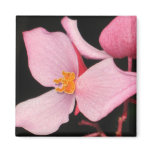 Begonia Magnet