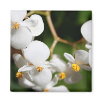 Begonia Magnets