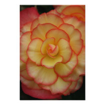 Begonia Photo