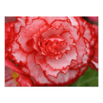 Begonia Photographic Print
