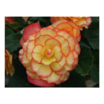 Begonia Photo Art