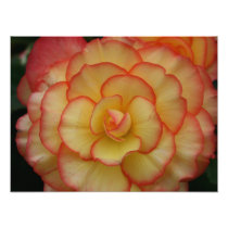 Begonia Photo